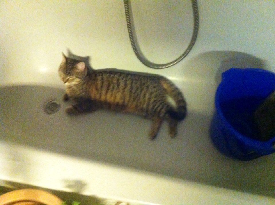 LifeGuard74's tweet photo. The way I have to sleep! Tiggy . 
#potus# the real Donald Trump https://t.co/ETwOiAHM0x