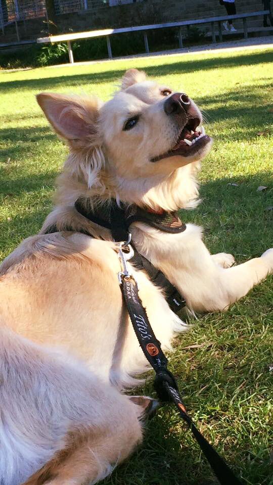 914keet's tweet photo. good boy on the quad #ABFSM https://t.co/xraNQWGrl9