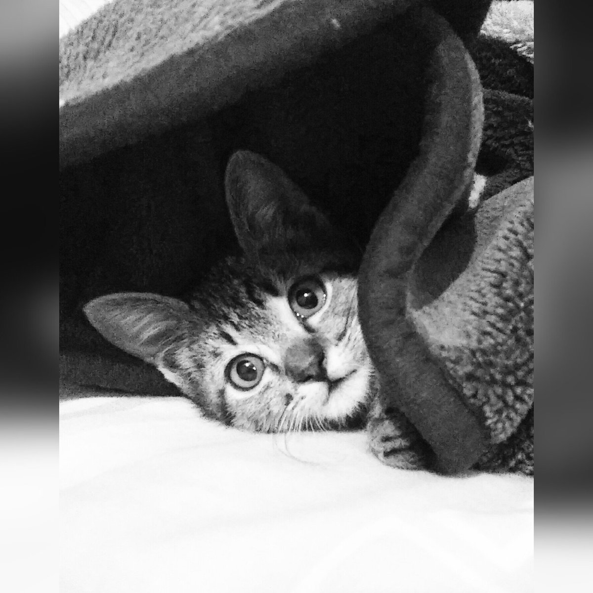 nes_mmt's tweet image. Oigan... Él 👇 es Lilo. 😻❤