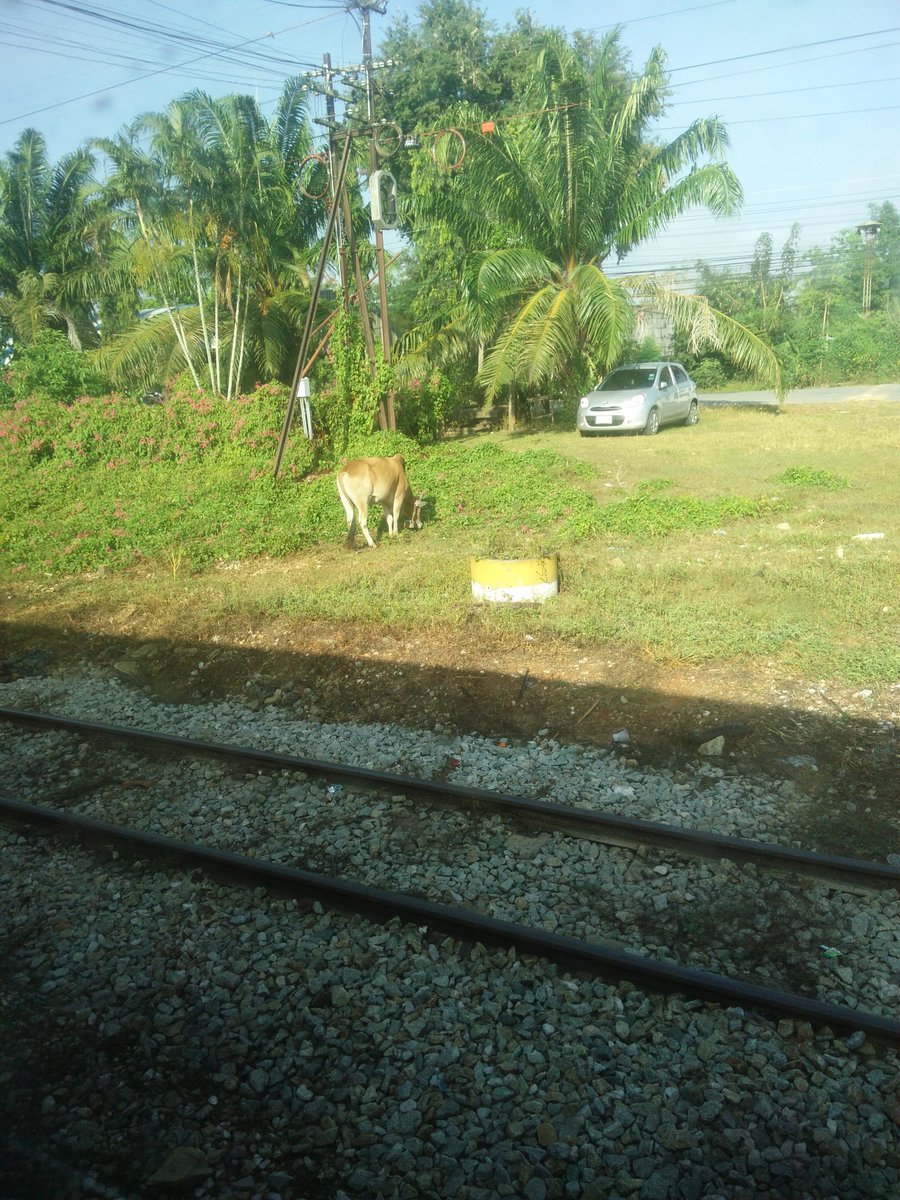 sarahcoldheart's tweet photo. Cow for @furryphotos #longbkkend #train45 https://t.co/tYhyfOPqov