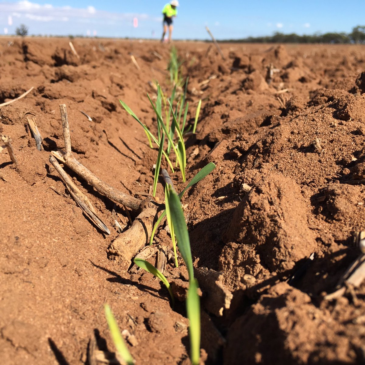Birchip Cropping Group (BCG) tweet media
