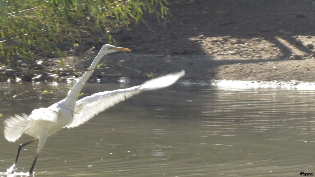 #ardeaalba #greatwhiteheron #büyükakbalıkçıl #16x9_birds #ornithology #togtweeter #PintoFotografia #500pxrtg #ThePhotoHour #piclogy #birding