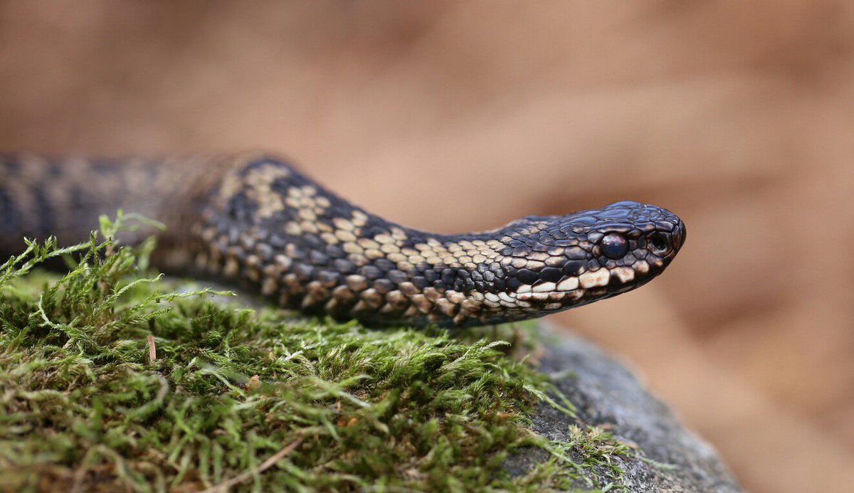 Couple of pics from today. These adders are truly stunning in the flesh #adder #scottishglens