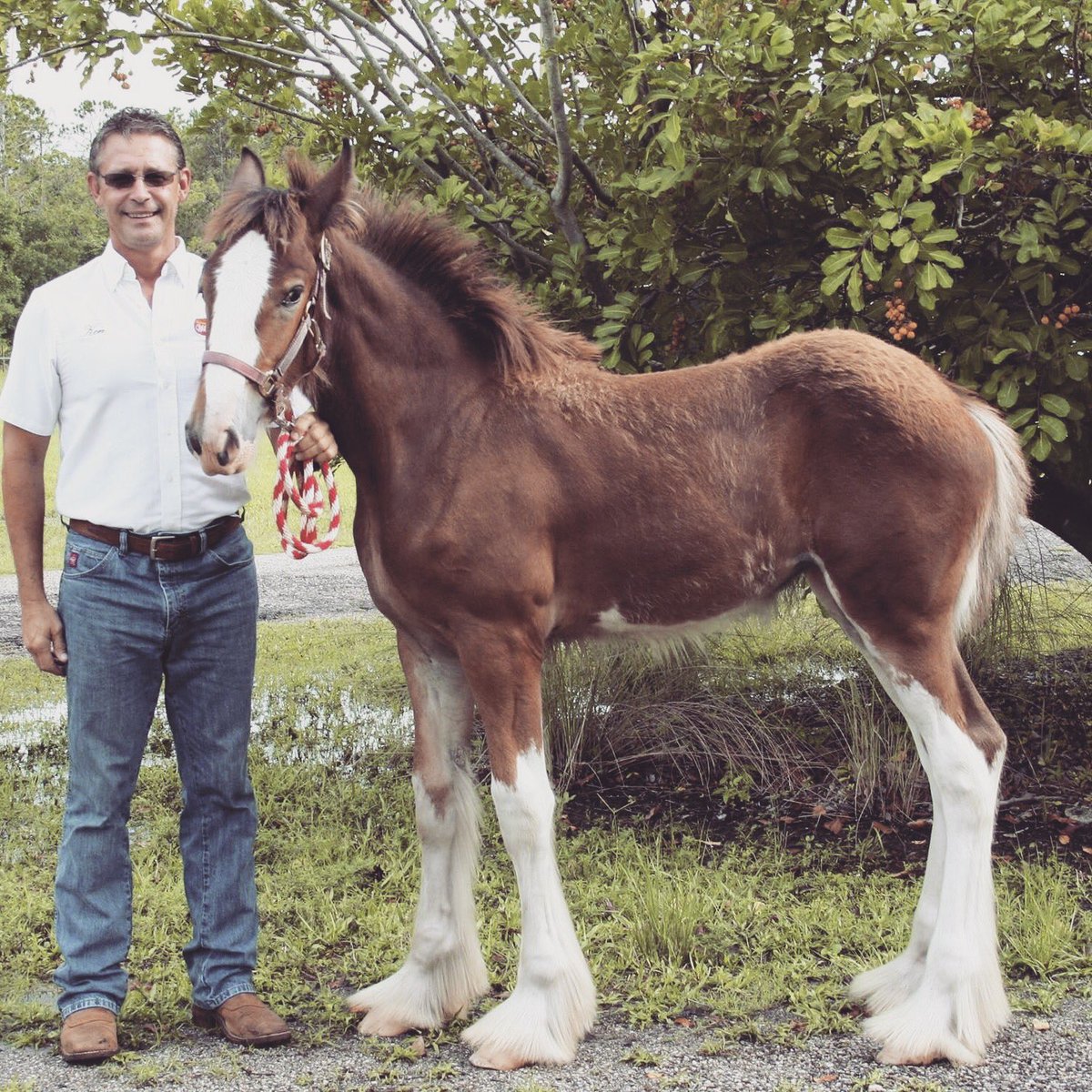 OrlandoUniversa's tweet photo. Our good friend. He owns his own organization &amp; he's in the fire department. @rmeaghan and I help him with the events &amp; his Clydesdales. https://t.co/o2ngOPxNIK