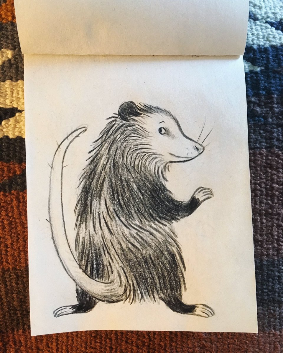 shy opossum 