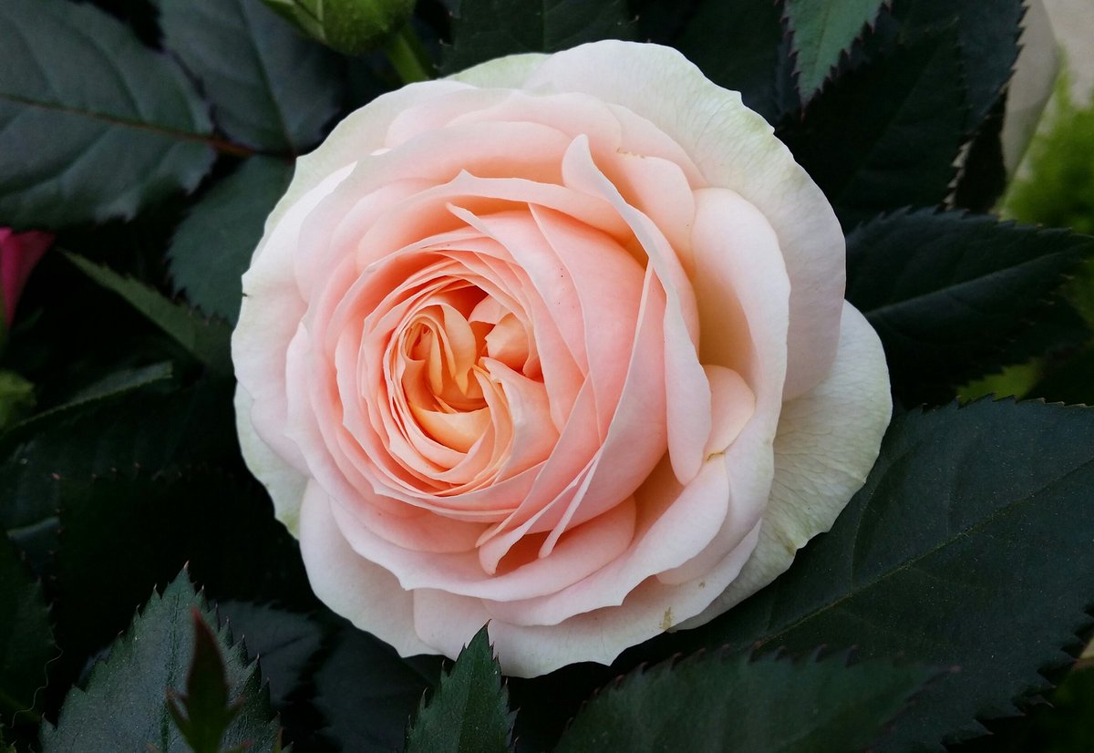 봄이구나.
삶이 역동적임을 꽃을 대하니 와닿는다.