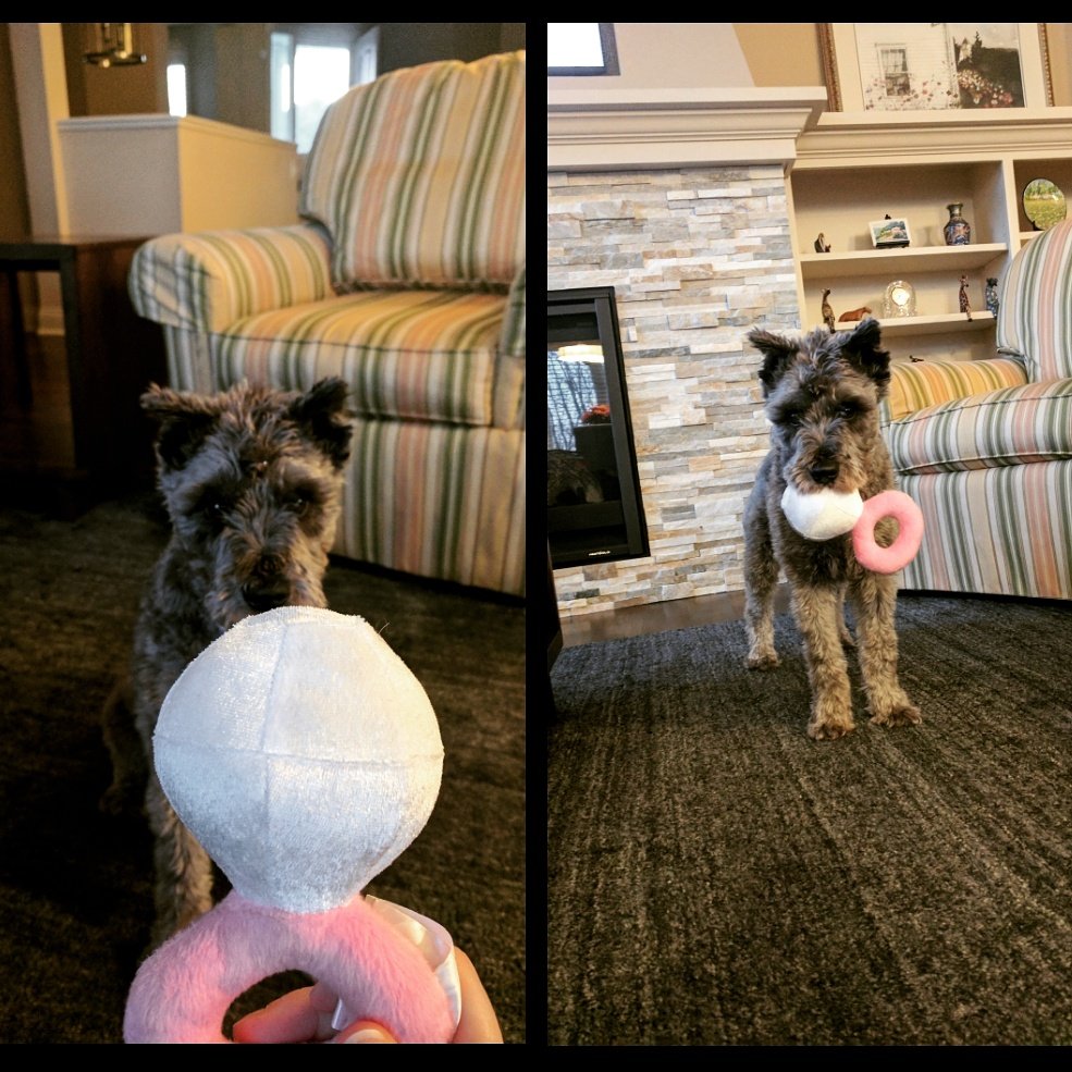 Finnmn's tweet photo. Finn loves his new toy but he prefers princess cut. @LisaVanderpump @VanderpumpPets #thisgal💜diamonds #vanderpumpdogs #SundayMorning https://t.co/xwY4kiNFqF