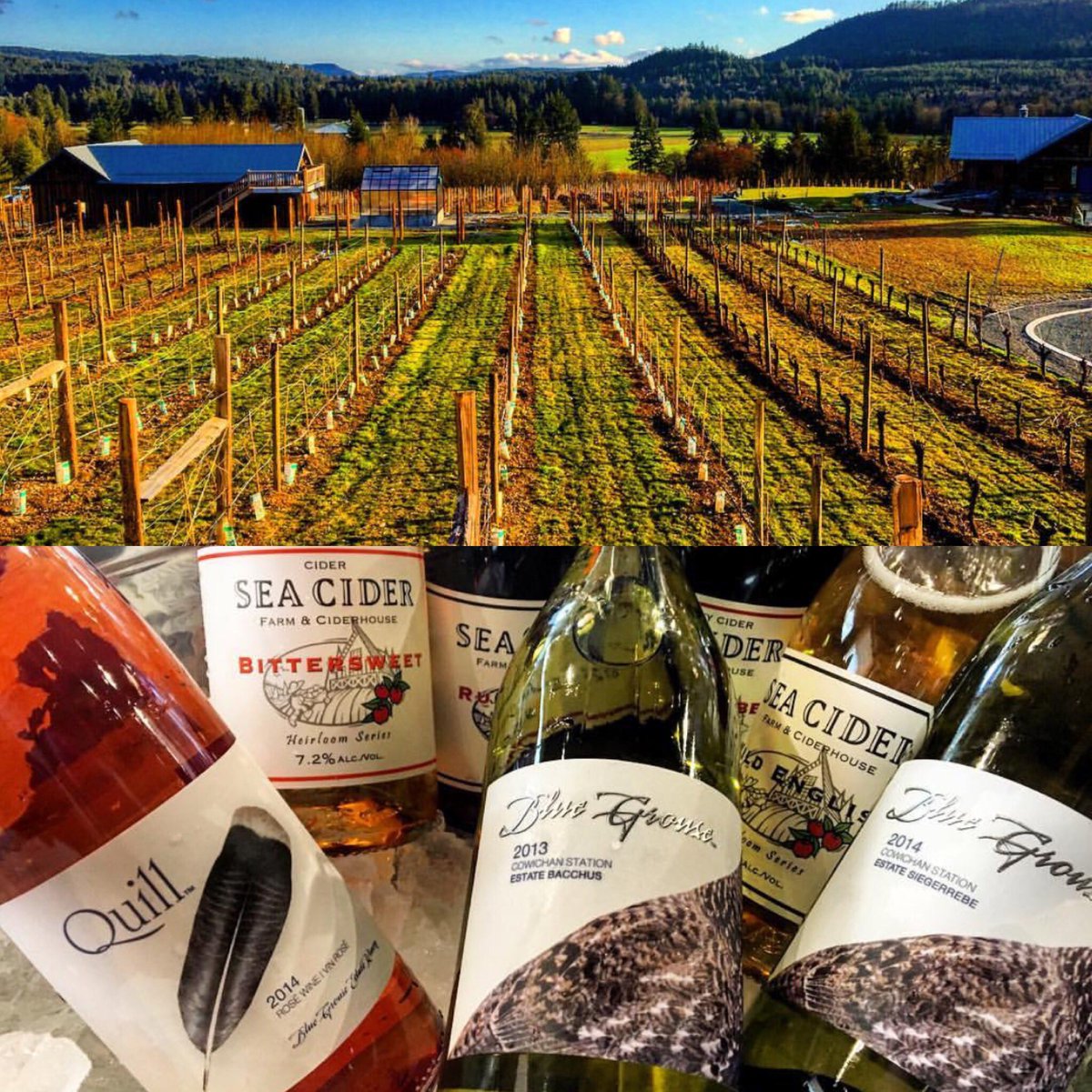 Springtime in the vines 🍷 Pic via <a href="/SparkInVictoria/">Sara Park</a>