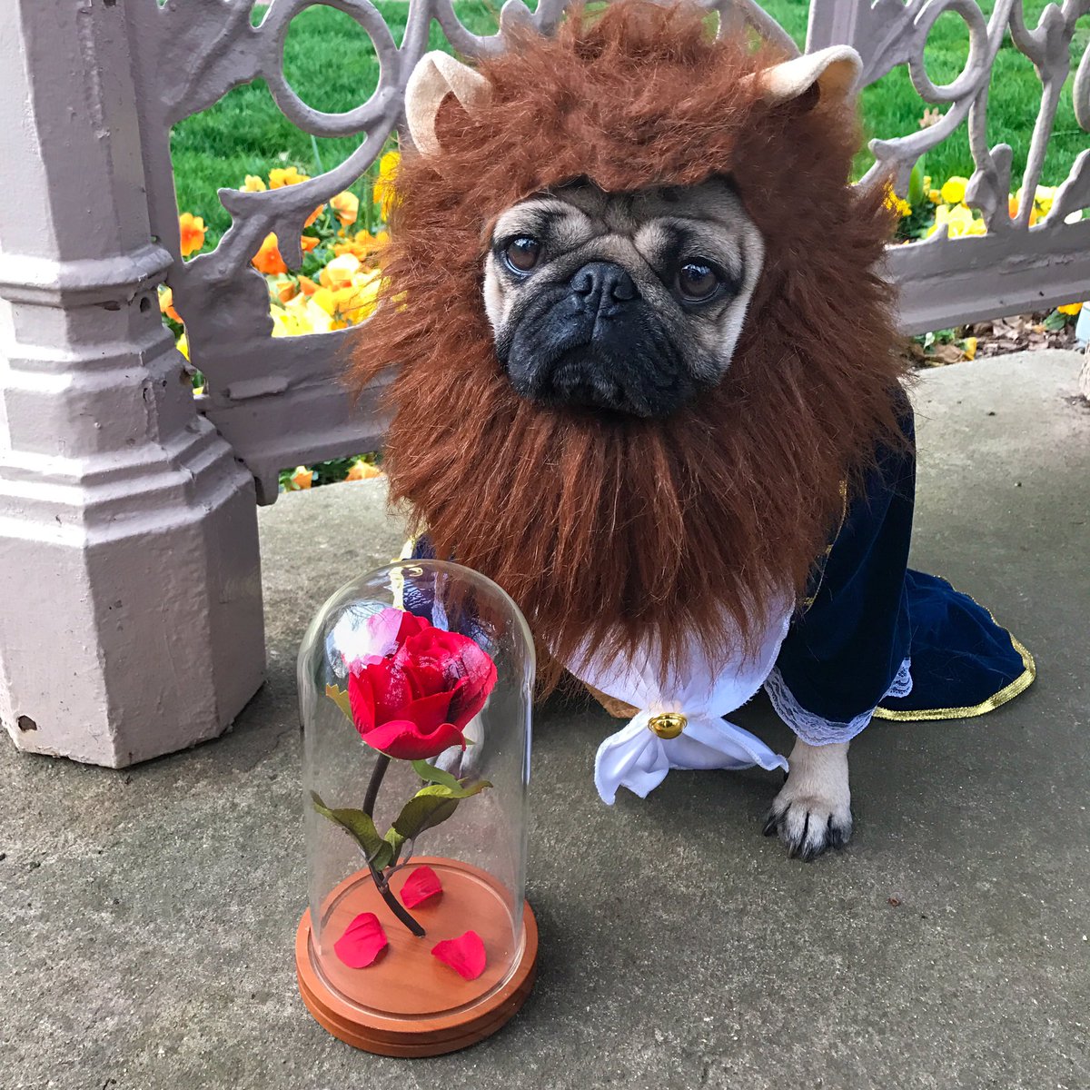 itsdougthepug's tweet photo. When u realize ur the beast and not the beauty https://t.co/KtK38XmLMy