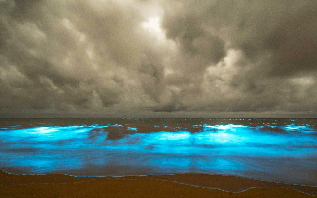 TravelLeisure's tweet photo. Bioluminescent waves lit up a beach in Tasmania https://t.co/XqauyWDyPe https://t.co/hPFsCCXLmc