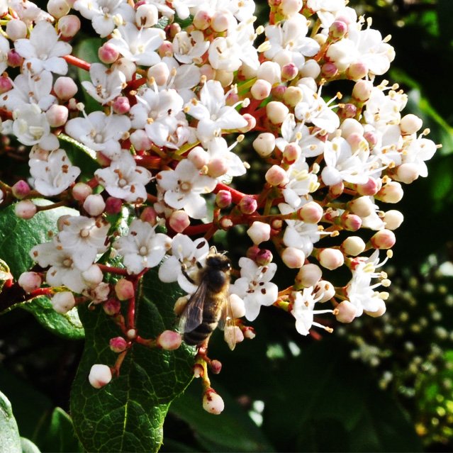 Les #abeilles sont déjà au travail ! Le #miel aura un délicieux goût de fleurs printanières cette année. Bon vendredi à tous ! #springishere