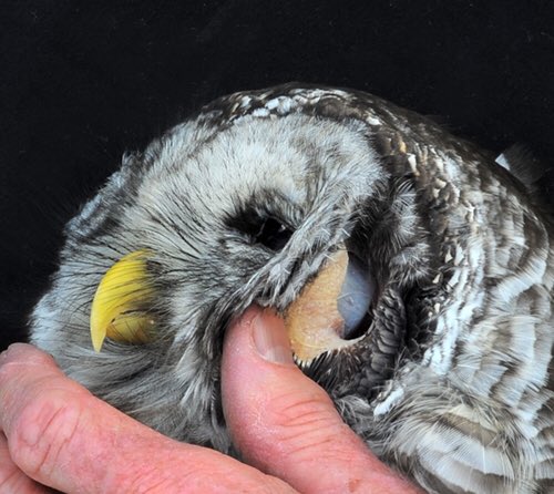 SeriousStrange's tweet photo. You can see an owl's eyeballs through its ears. https://t.co/SHPO1FyNiQ