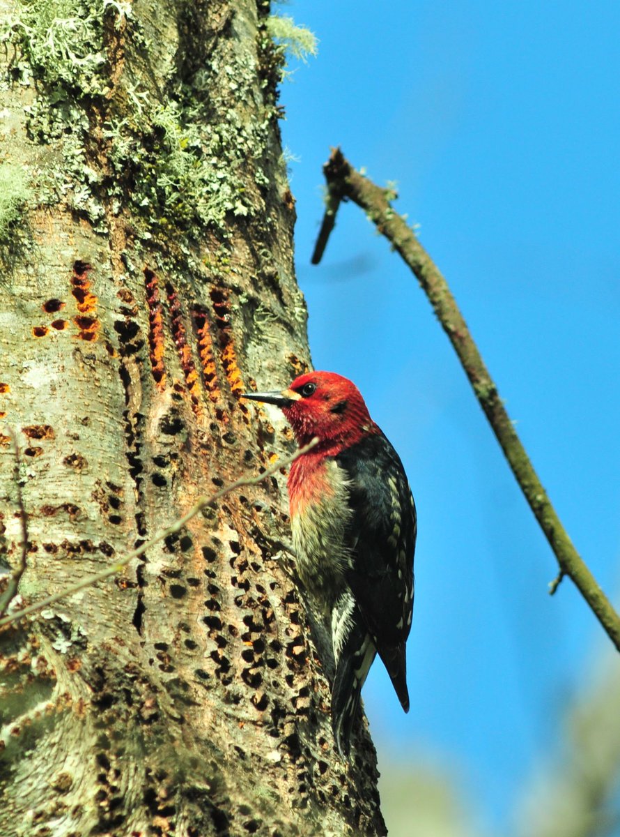 freerangemegs's tweet photo. Dead/dying trees are full of life! Red-breasted sapsucker enjoys a weakened red alder on my land. https://t.co/ZdjDQHsY7g