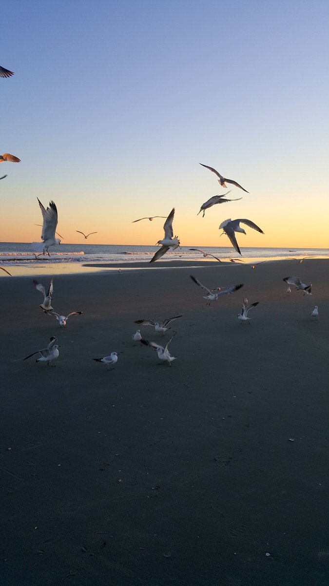 DaneCheney1's tweet photo. Can't feed just one! #cherrygrovebeachsc https://t.co/HB0GdB4rje