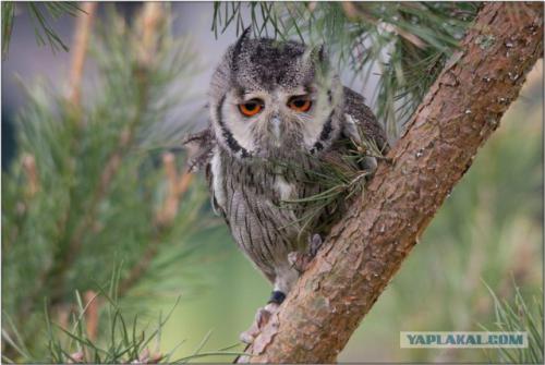 DatCrazyOwl's tweet photo. Da Crazy Owl is tired from a crazy day. https://t.co/bnRNaq49jS