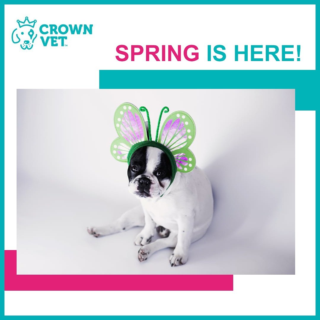 TheCrownVet's tweet photo. Happy Spring! A most wonderful time of the year! Time to step out with your doggie for that (1/2) https://t.co/6SWV73BMpo