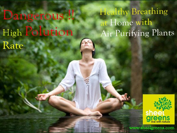#HealthyBreathing #AirPurifying #Connect2Green #GoCleanGoGreen #StressBuster #OxigenRich #PositiveAura #Home #Office #Garden #SwachhBharat