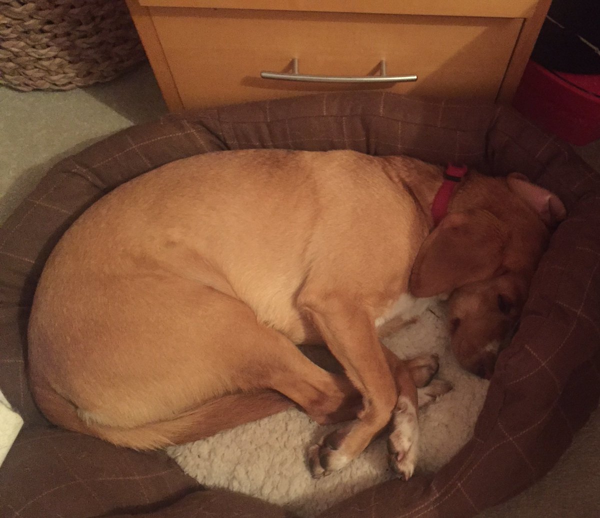 DeeDubFuzion's tweet photo. Honey & Bert wishing it wasn't Monday already 😢🐶💞 #bestoffun #lovemydogs @GregCantyFuzion https://t.co/fFFASiu61l