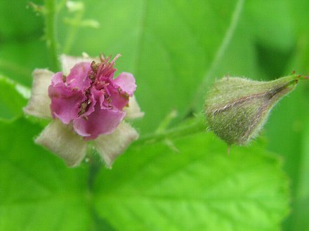 Mnaeskeig على تويتر ナワシロイチゴ 苗代苺 別名 サツキイチゴ 皐月苺 被子植物門双子葉植物網離弁花亜綱バラ目バラ科キイチゴ属 地面を這っていますが草本ではなく木本です 花弁は開きません T Co 1gw4qmsfds 植物写真 T Co Oafcym2fje