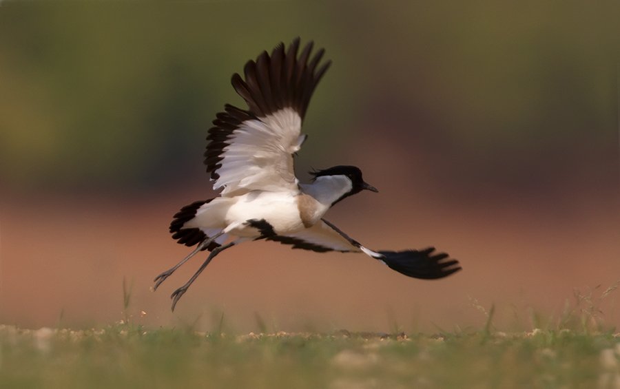 SaevusWildlife's tweet photo. #highlightmonday
#picoftheday
River Lapwing by our gallery member Indraneel Dani
#saevuswildlife #photography #beautiful #wildlife https://t.co/GZU1JeVuNY