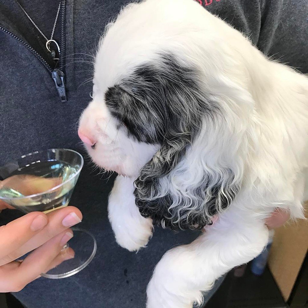 KeystonePet's tweet image. Fun @tropicleanpet martinis to celebrate #stpuppiesday lick me I'm Irish 🍀 #cockerspanielpuppy #cockerspaniellovers…