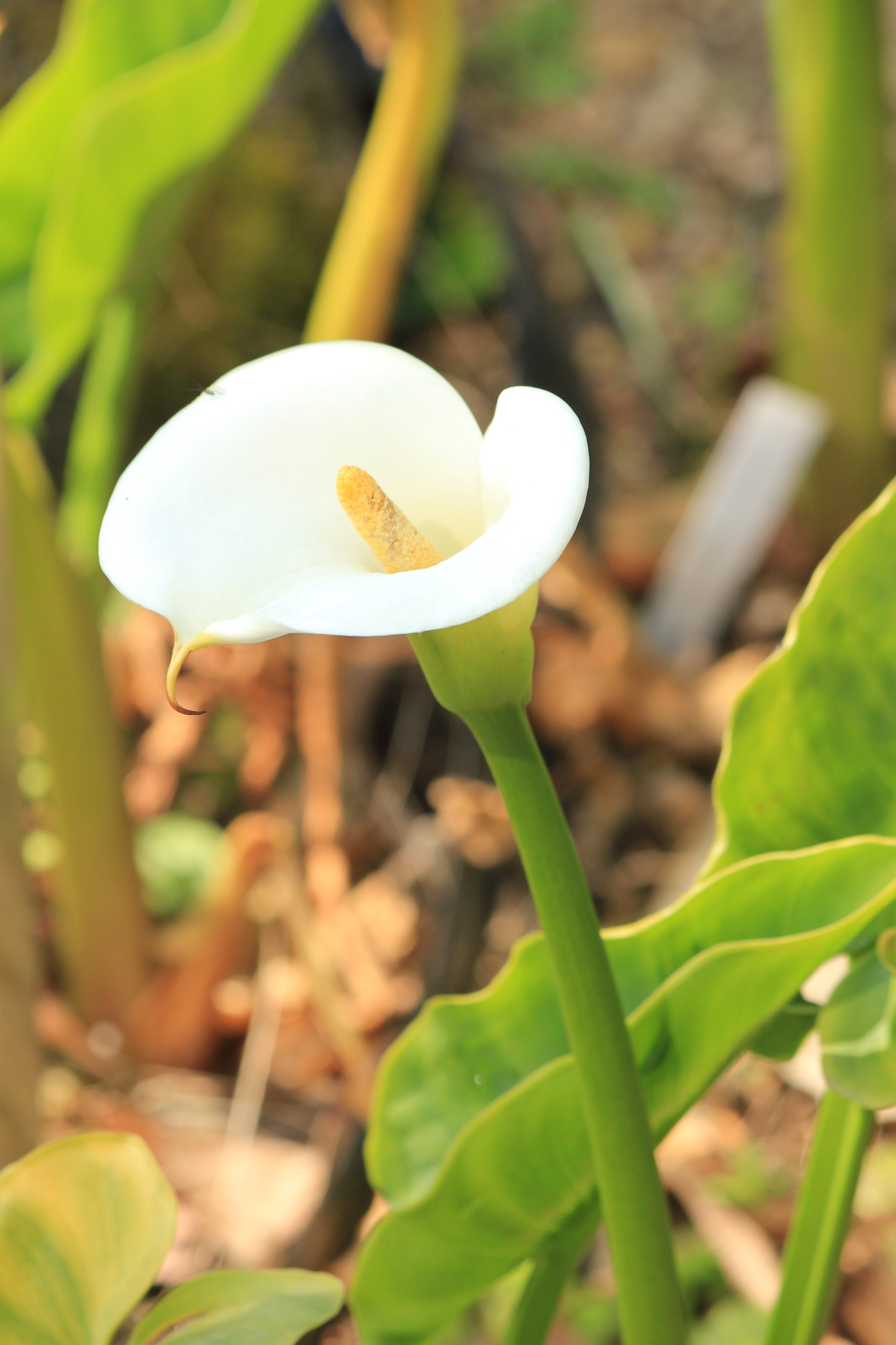 咲くやこの花館 こちらは オランダカイウ カラー とも呼ばれています 切り花ではない状態で 今 トロピカルガーデンで見る事が出来ます ユキモチソウ と同じサトイモ科で花びらのような白い部分は棒状の花 肉穂花序 を包む苞です