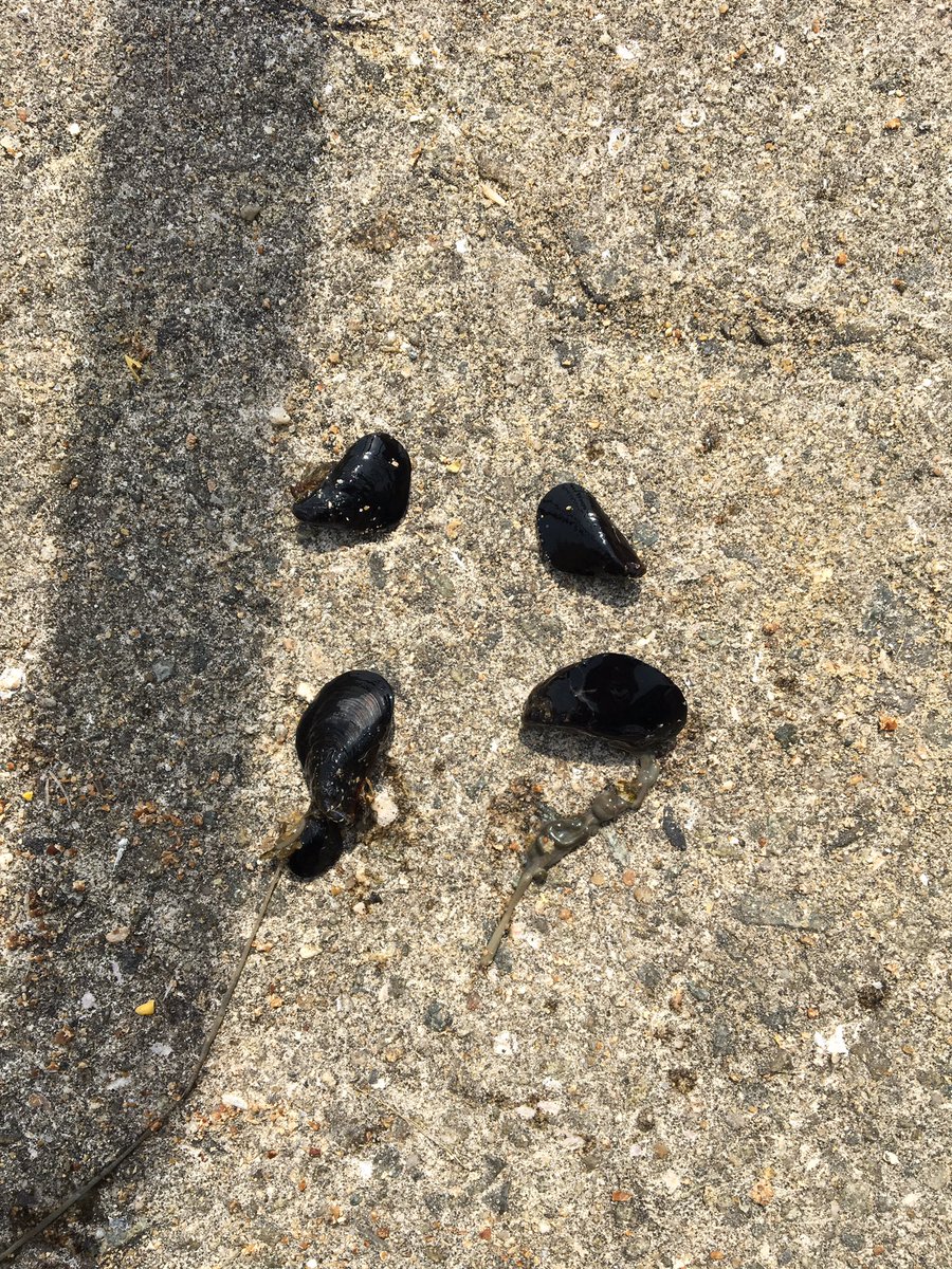 びちる tweet media