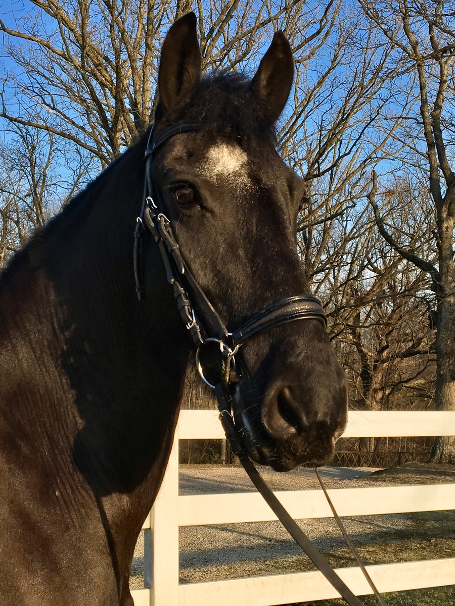 Freedofmovement's tweet photo. Check Nick 16.2 Friesian gelding 2nd level schoolmaster offered for sale. Incredible animal anyone can learn on him! Rhilljordan@yahoo.com https://t.co/9o4ivjPQZ1