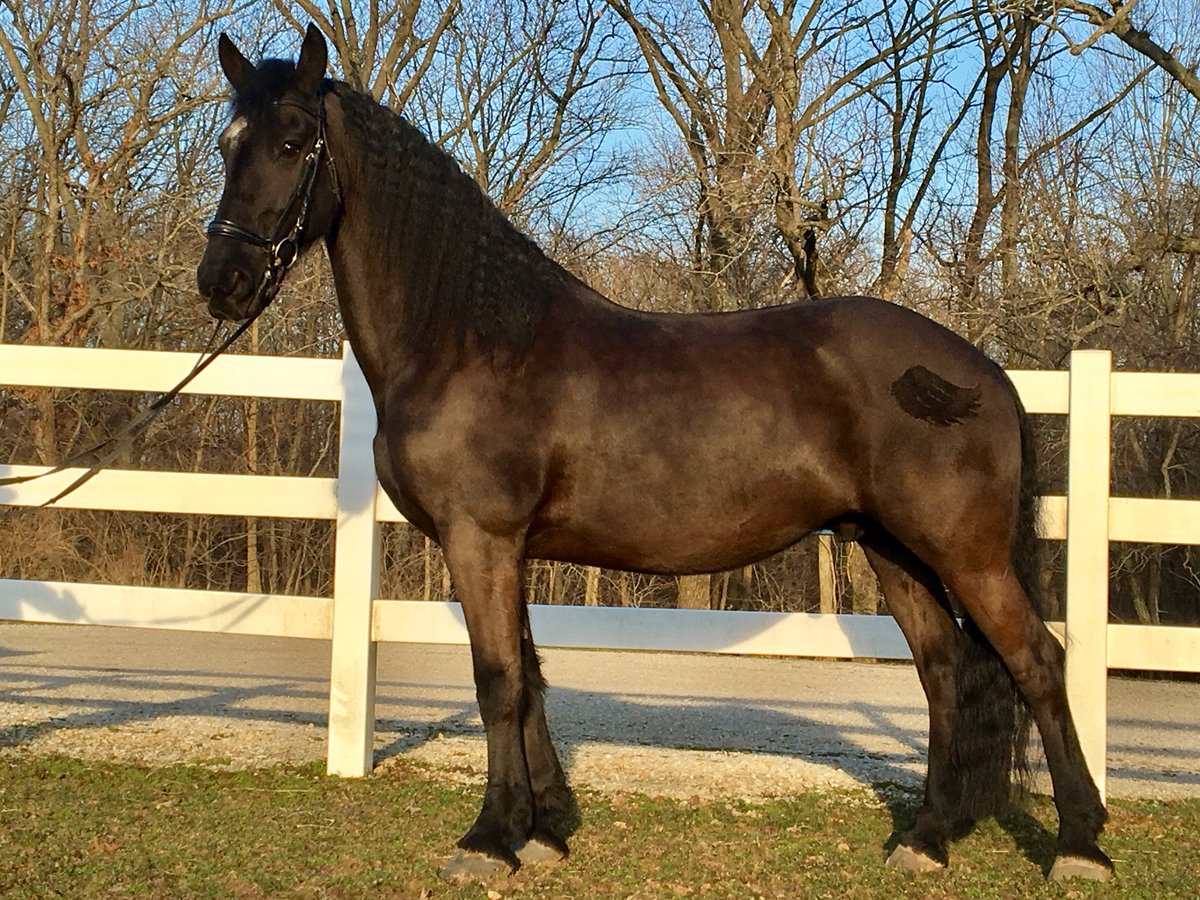 Freedofmovement's tweet photo. Check Nick 16.2 Friesian gelding 2nd level schoolmaster offered for sale. Incredible animal anyone can learn on him! Rhilljordan@yahoo.com https://t.co/9o4ivjPQZ1