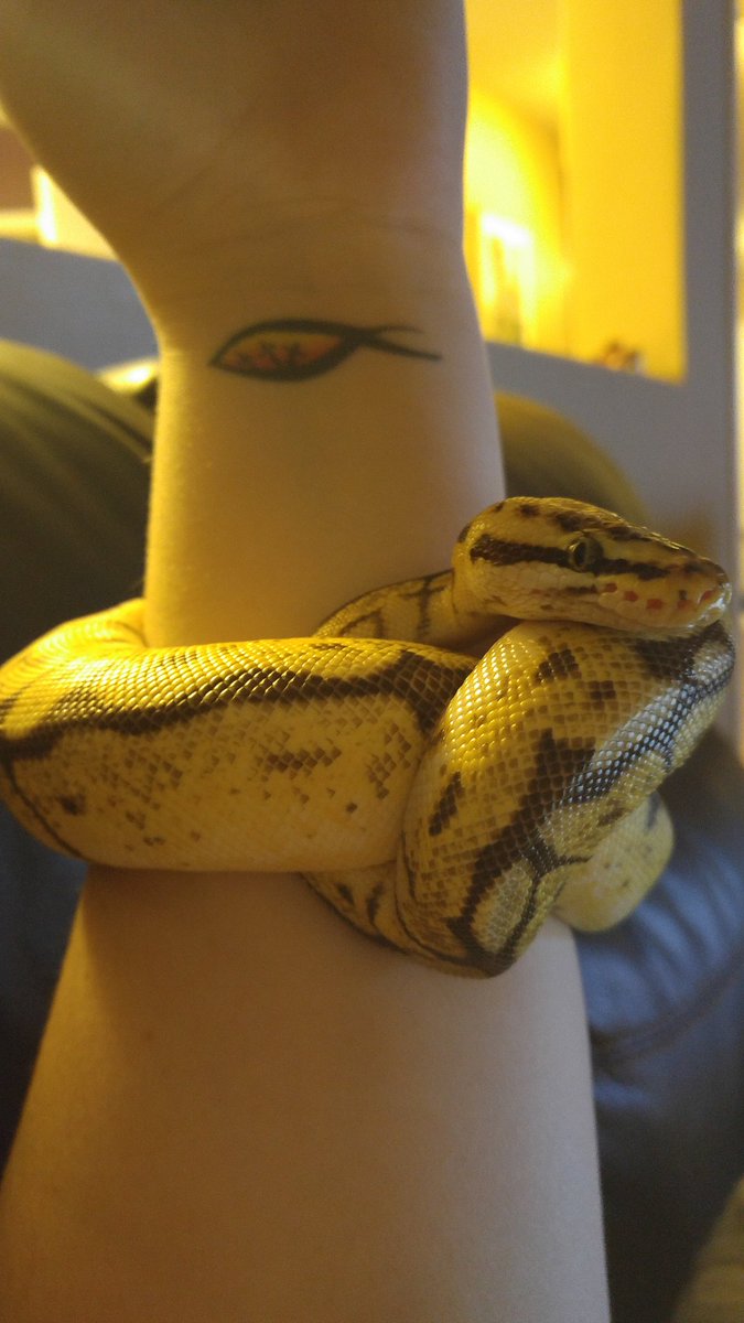 SuperHuggz's tweet photo. @tylerrugge #Basil thinks he is a bracelet. XD #ballpython #snake #animal #pet #bumblebeeballpython #reptile #reptilesarecute https://t.co/wrvuqqXLgY