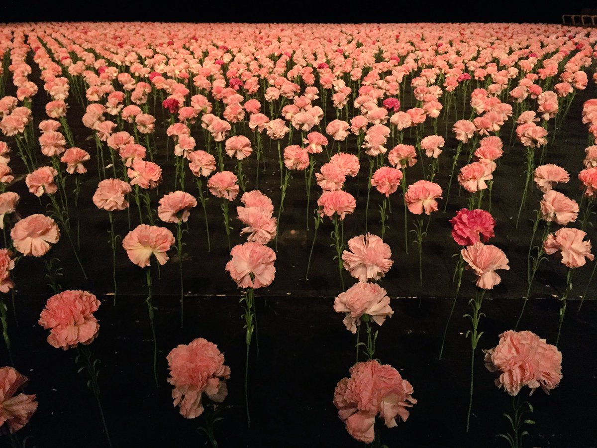 Mascuma בטוויטר ピナ バウシュ カーネーション 公演期間もすぎたのでネタバレ混じりの感想メモ 開演前フライヤーどおり舞台一面 カーネーションが並んでたから お花畑的な明るい内容かと思ったら全然違った 序盤花を踏みつけないよう恐る恐る動いていた