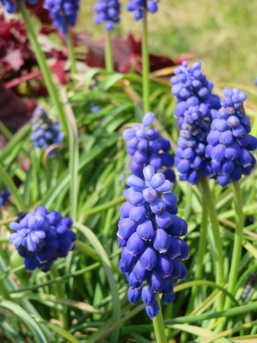 緑と水の市民カレッジ 緑と水の市民カレッジ屋上庭園でムスカリ キジカクシ科ムスカリ属 が咲いています 花の園芸大百科 によると別名はグレープ ヒアシンスでブドウの房を逆さにしたような花房です ムスカリの名はムスク じゃ香 が由来ですが微