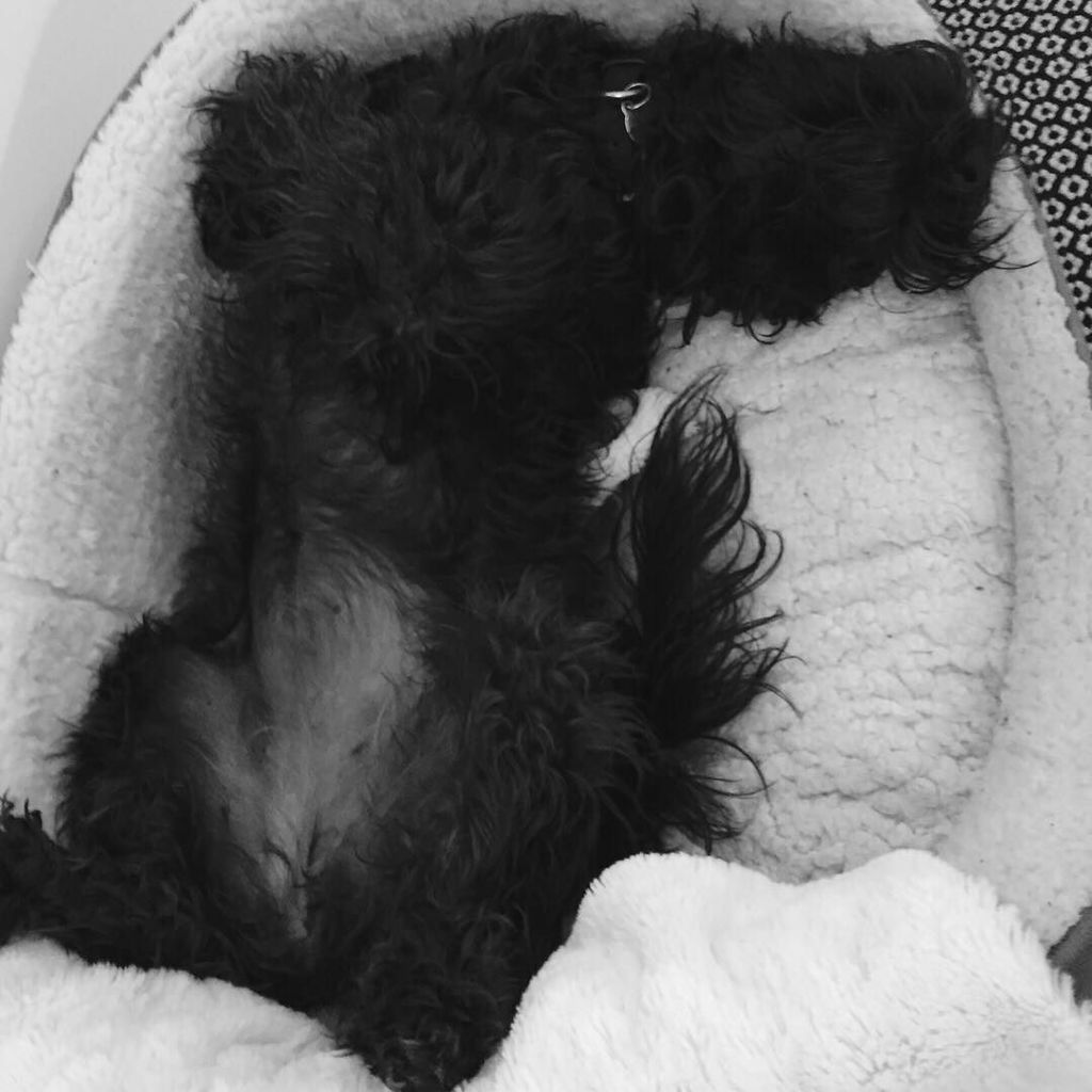 SWLondonDogs's tweet image. Dot is definitely my spirit animal this monday 💤
•
•
•
•
#swlondondogs #sleepingdog #upsid… ift.tt/2nIOPgq