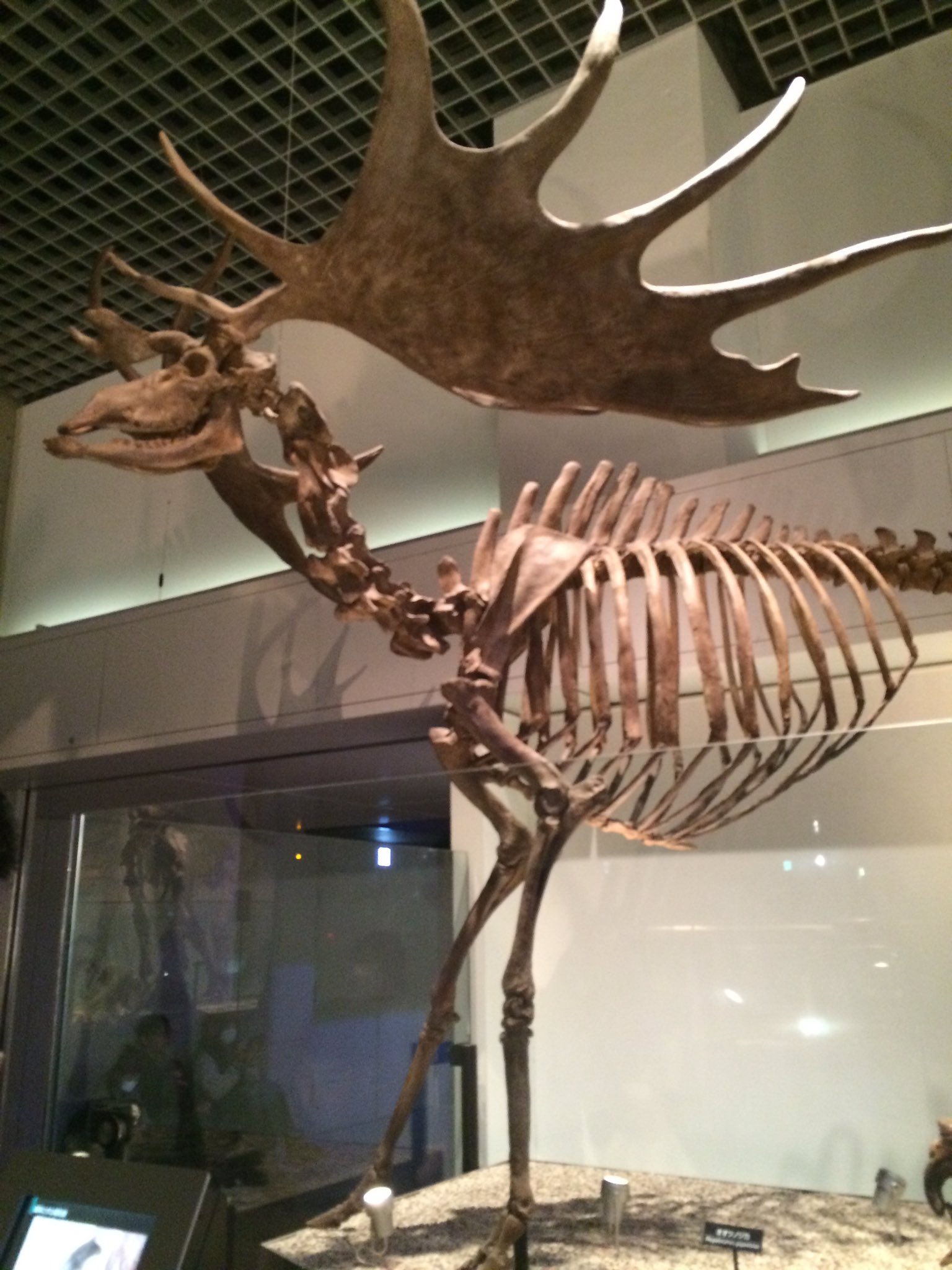 博物館級】ロシア産アカシカの角 現在輸入不可 骨格