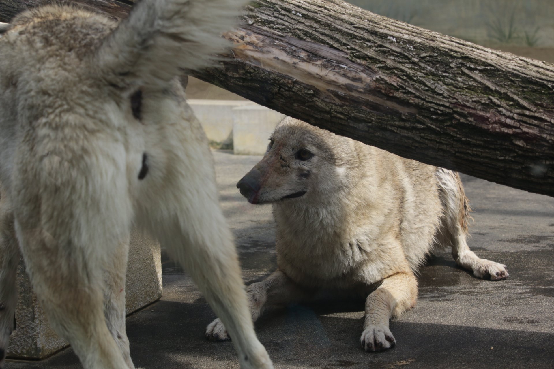 dekocyann様オーダー品　やおやさん　ブレーメンの音楽隊　オオカミパペット dekocyann様オーダー品 やおやさん ブレーメンの音楽隊 オオカミパペット