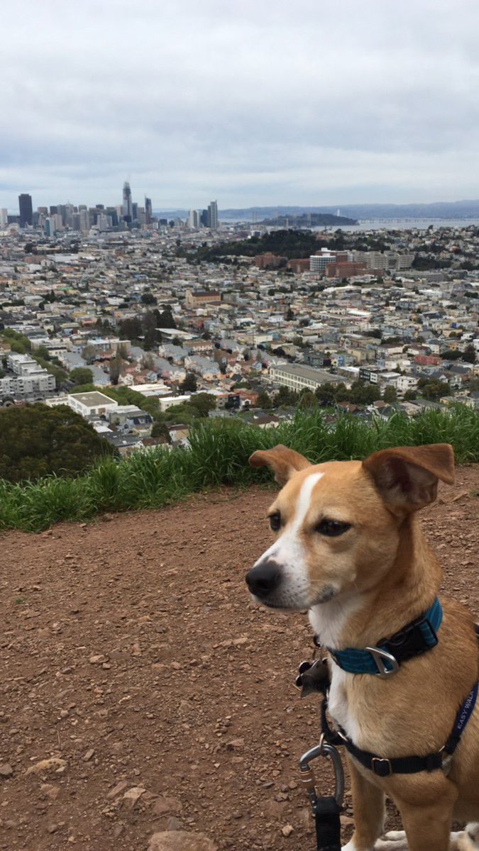 macshawthedog's tweet photo. Pretty good weekend... cuddles and city hikes with @amy_lessler #bernalheights #cityhike #sf https://t.co/ORTl1gBLBb