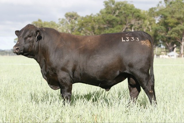 ASCOT AUTUMN BULL &amp; HEIFER SALE
Friday 24th March 2017 2PM EST
Click here for full catalogue auctionsplus.com.au
<a href="/AscotCattle/">Ascot Cattle</a> <a href="/hforster8/">Harriet Forster</a>