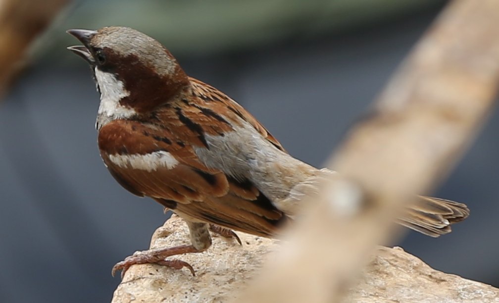 renukash's tweet photo. Today on World Sparrow Day let's celebrate our little house sparrows. My mornings are not complete without their chirpy chatter ❤ https://t.co/OhpafHC5lg
