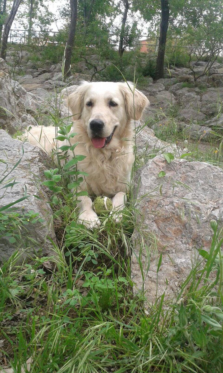 platonchacal's tweet photo. Quien es cruel con los animales...no puede ser buena persona. https://t.co/e9ySqLyIK6