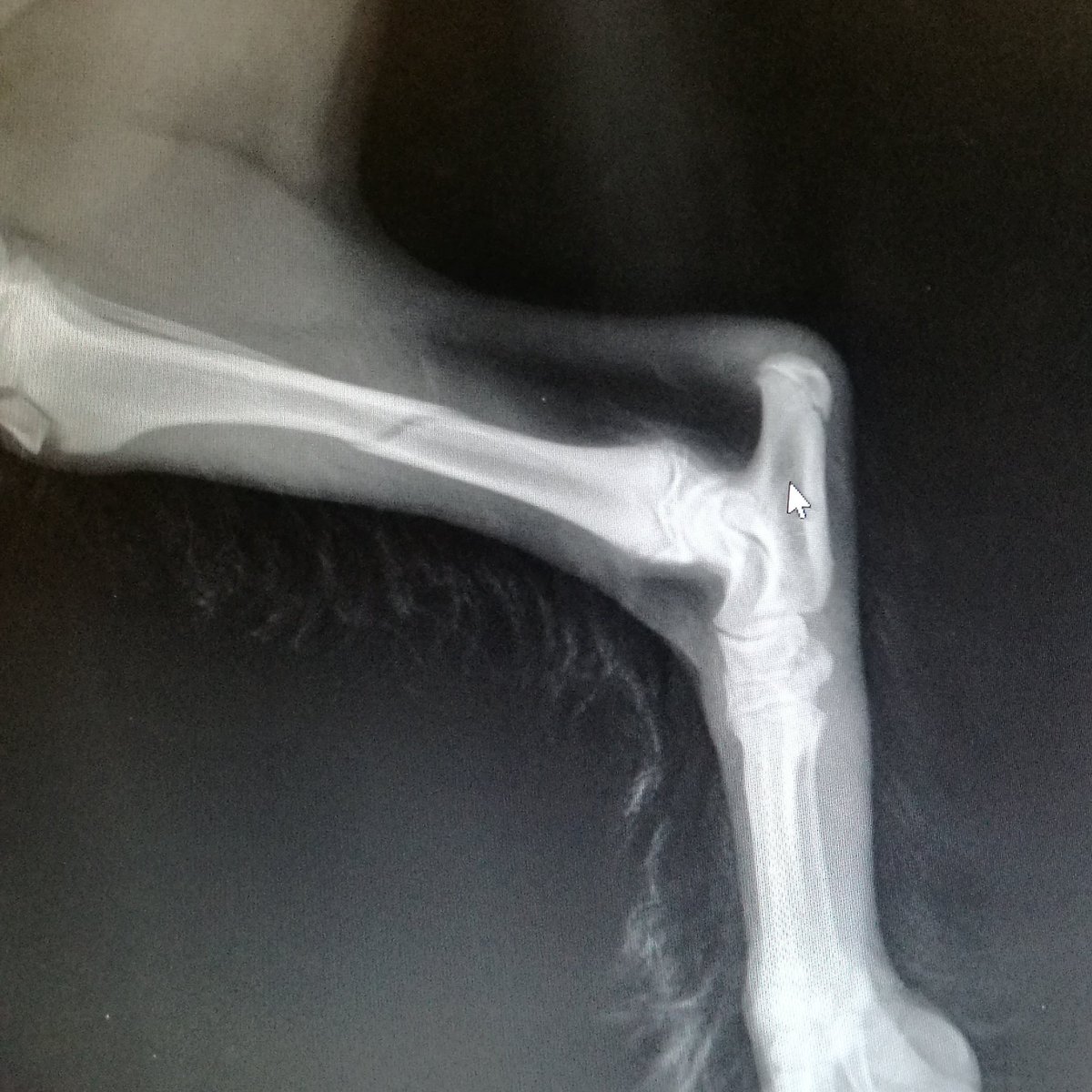 Wilson_Cockapoo's tweet image. I can't believe I have come back home from my first holiday with a broken leg!!!!!!