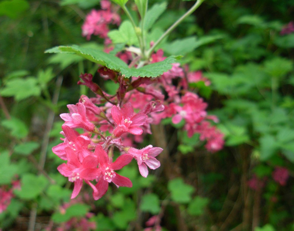 La plante du mois: Le Groseillier à fleurs planteetledecor.wordpress.com/2017/03/20/la-…