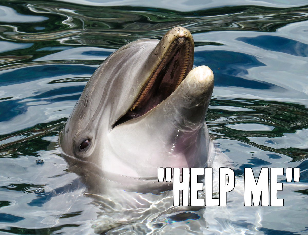 PETAAsia's tweet photo. SeaWorld wants to set up a marine abusement park in Abu Dhabi. Pls, SIGN &amp; SHARE: https://t.co/PZrTZwYnSy https://t.co/mJs4hOfaag