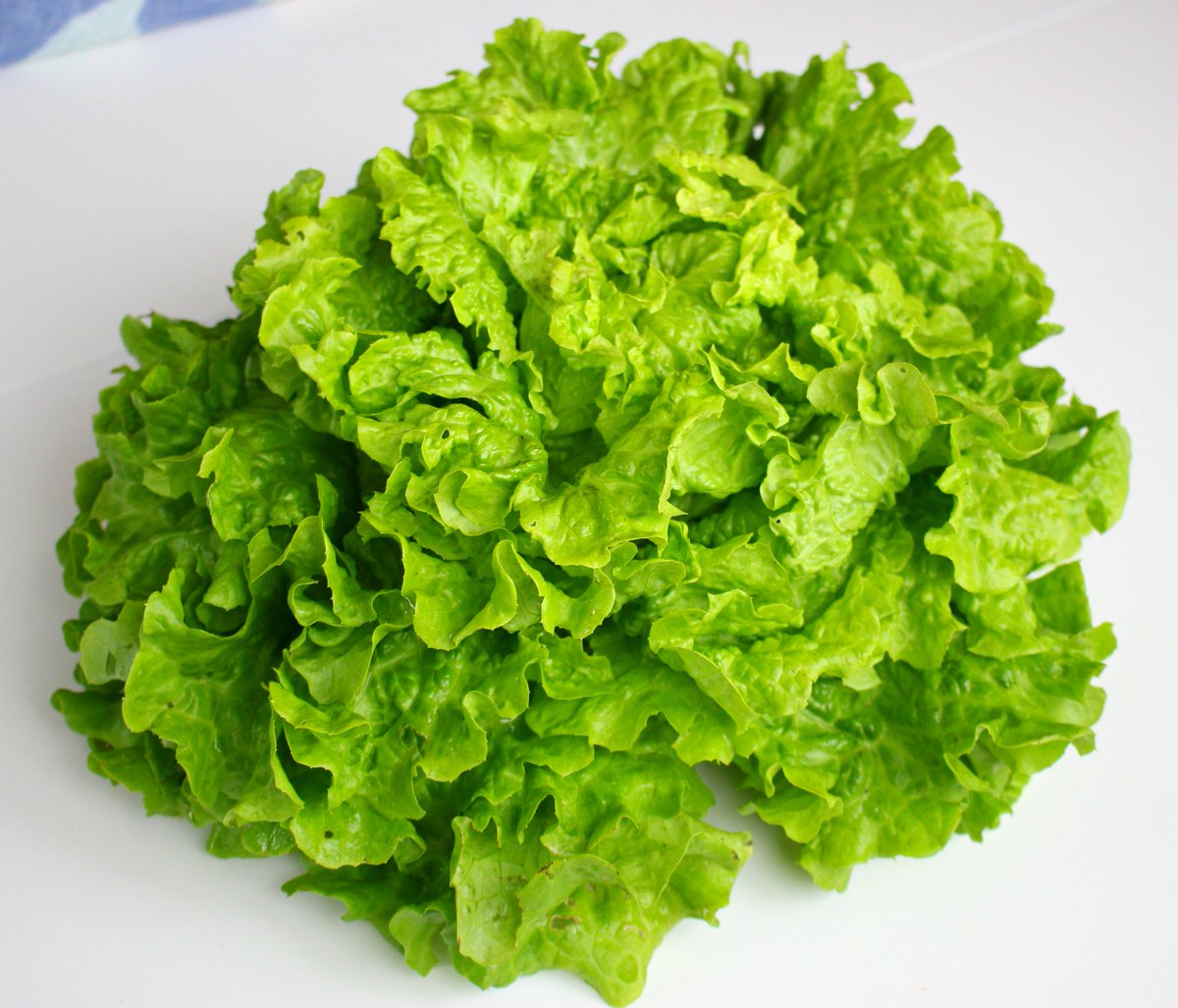 LaSaludBio's tweet photo. Buenos dias! disponemos de estas XXL batavias,organicas y buenisimas para ti #FelizLunes #organico #ecologico #cantabriaecologica #primavera https://t.co/vY1ajfWl9h