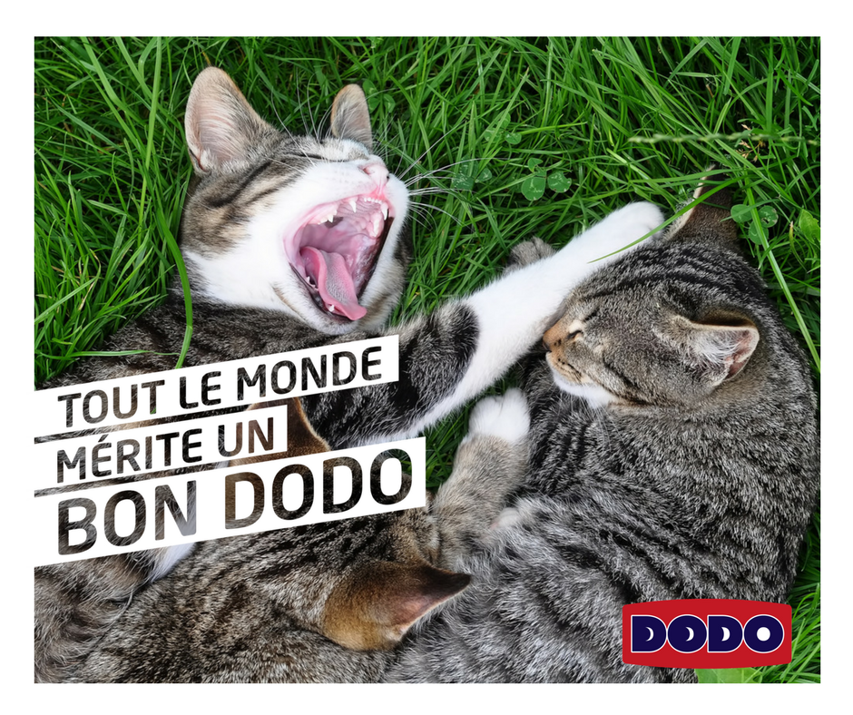 Enfin le #printemps, la saison des bâillements et des siestes dans l'herbe ! #unbondodo
