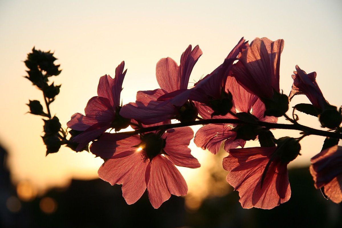 outletmandara's tweet photo. ¡Buenos días primavera! 🌺 https://t.co/j4Ntyytj5o