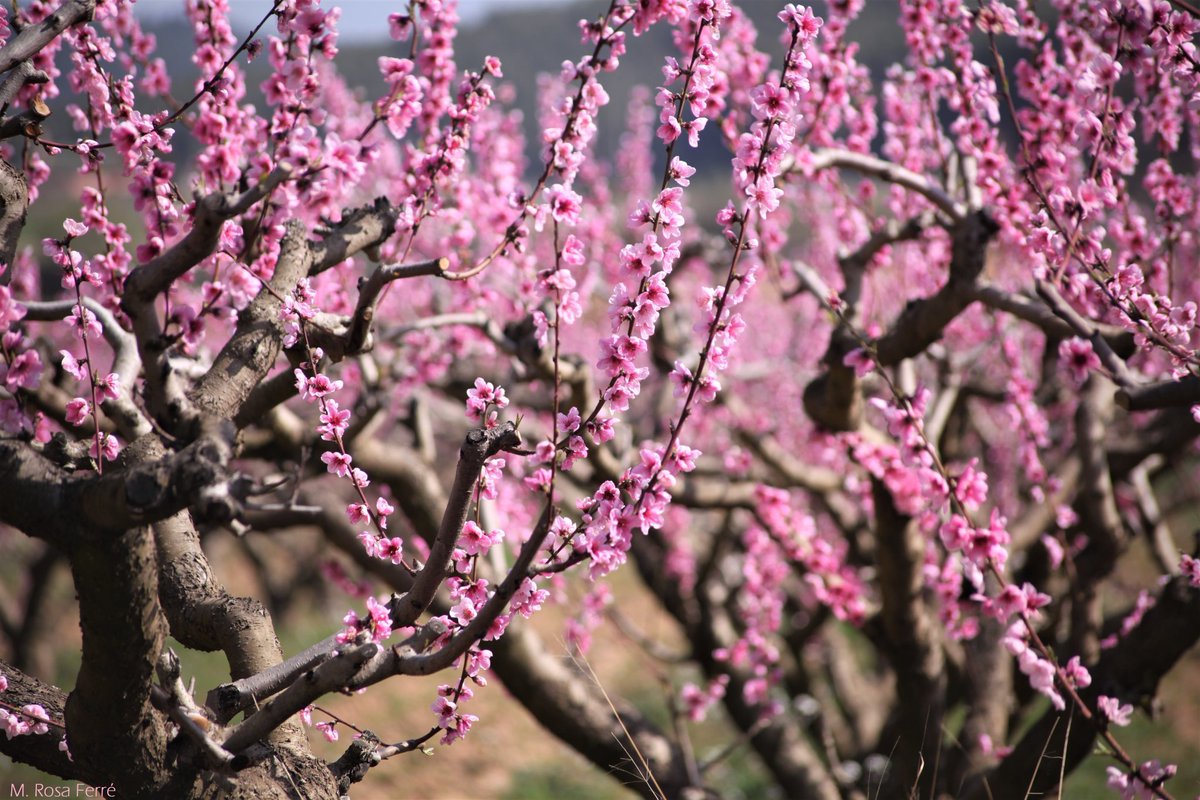 Benvinguda, #Primavera! ¡Bienvenida, #Primavera! Welcome, #spring! #DiaInternacionalDeLaFelicidad
