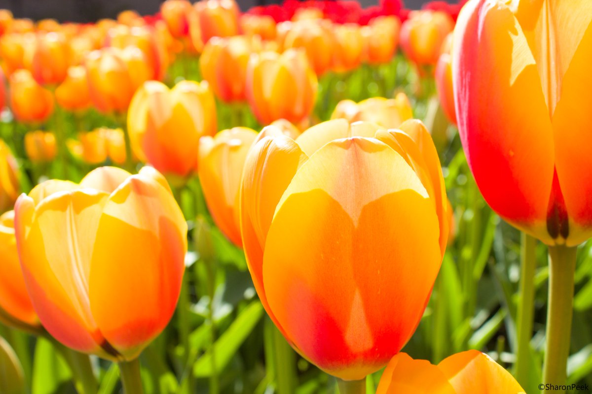 Vandaag is de 1ste lentedag #lente #seizoen #tulp #fotografie #bloem #travel