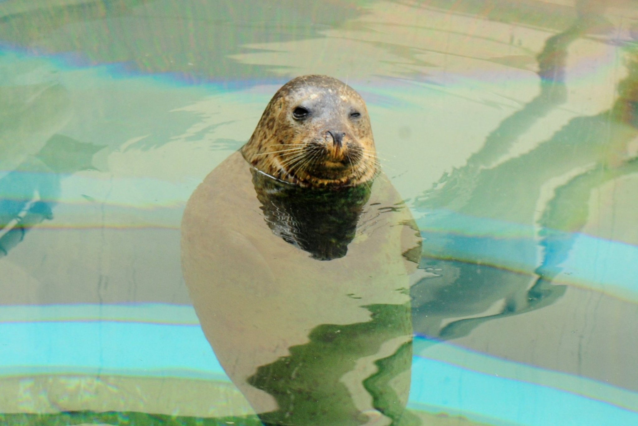 O Xrhsths 京都水族館 公式 Sto Twitter のんびり アザラシのヒカル アザラシほか京都水族館の人気者にごはんをあげよう 体験プログラム 給餌体験ツアー T Co Tau0qehn2c O Xrhsths 京都水族館 公式 Sto Twitter のんびり アザラシのヒカル アザラシほか京都水族館の人気者にごはんをあげよう 体験プログラム 給餌体験ツアー T Co Tau0qehn2c