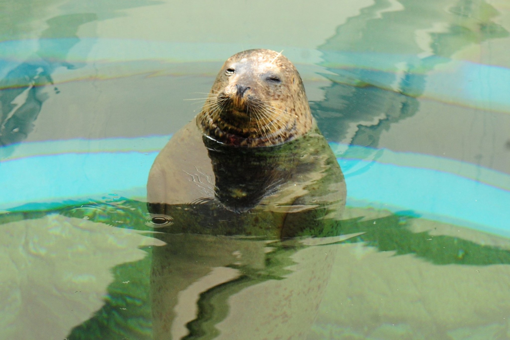 O Xrhsths 京都水族館 公式 Sto Twitter のんびり アザラシのヒカル アザラシほか京都水族館の人気者にごはんをあげよう 体験プログラム 給餌体験ツアー T Co Tau0qehn2c