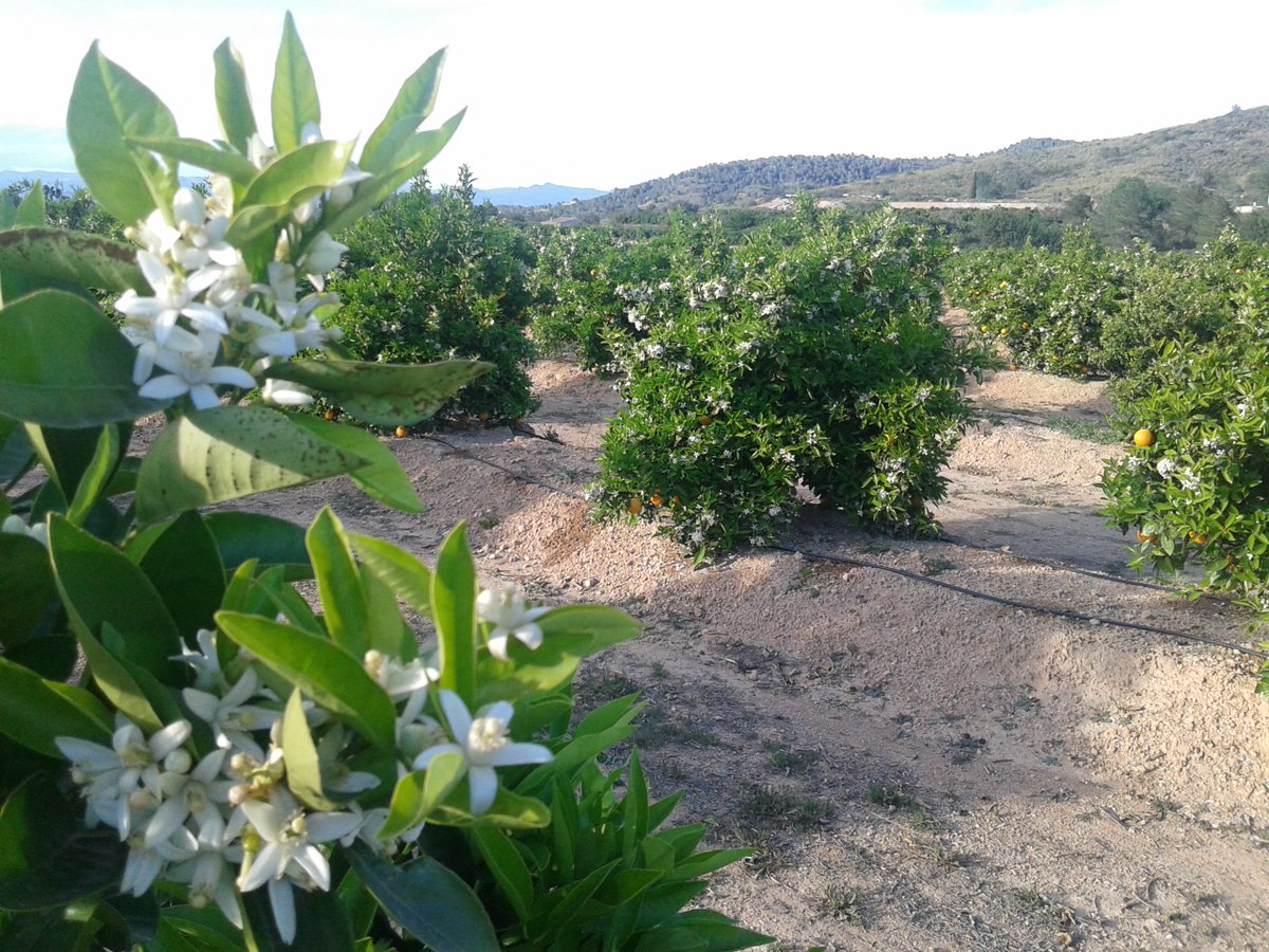 Buenos días!!!. Ya está aquí la #Primavera!!! Bienvenida!!!🌞🦋🐞🌻🌷
#FelizLunes